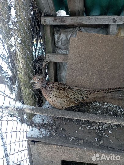 Фазан охотничий