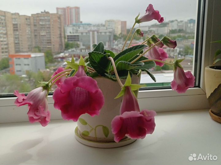 Суккуленты