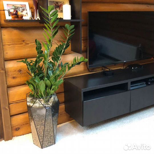 Цветы для офиса, цветок замиокулькас