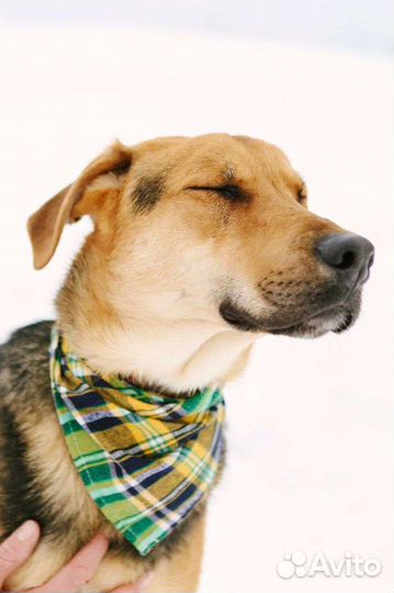 Собаки бесплатно в добрые руки