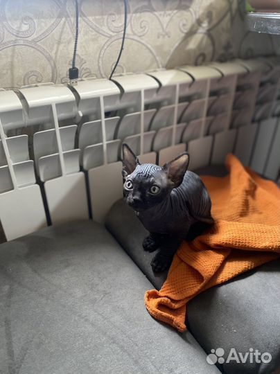 Канадский сфинкс