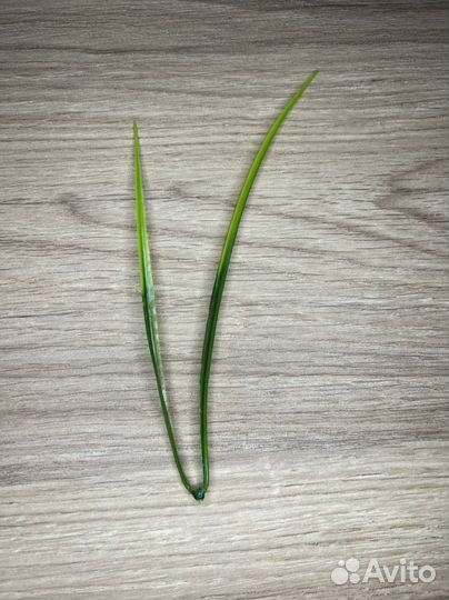 Искусственные цветы, осока, IKEA