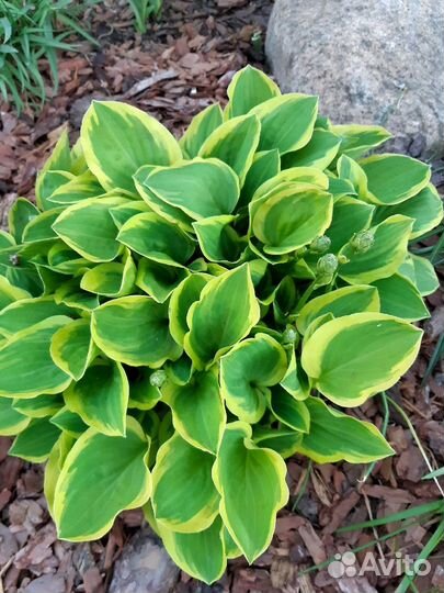 Хосты для сада и другие растения