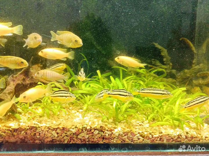 Псевдотрофеус, лабидохромис, меченосцы, гуппи