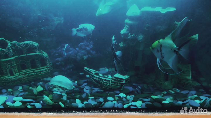 Аквариум
