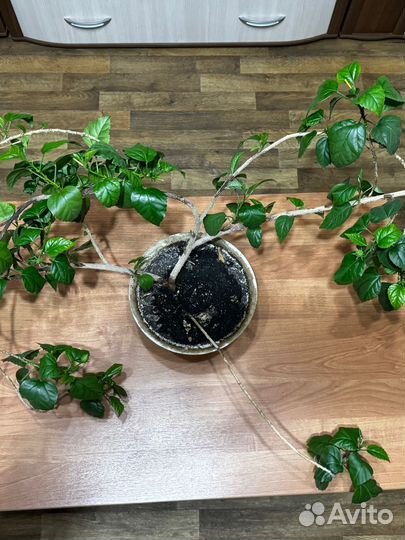 Гибискус китайская роза