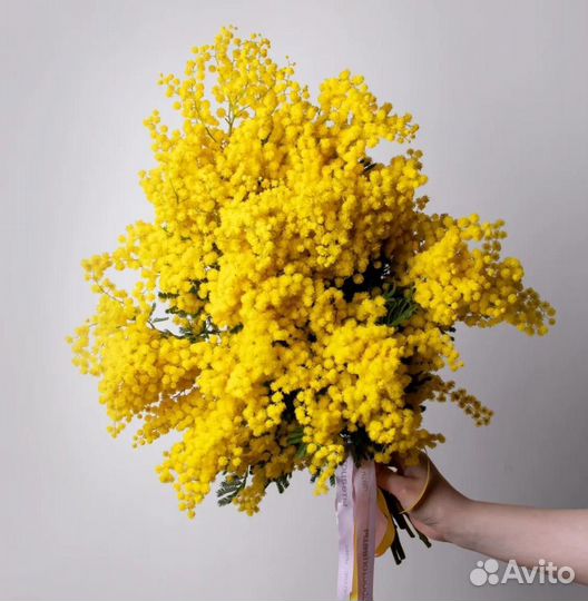Мимоза Букет