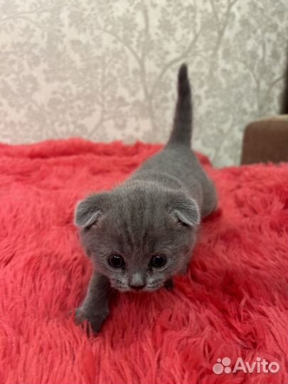 Британские вислоухие котята