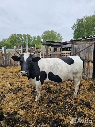 Корова дойная