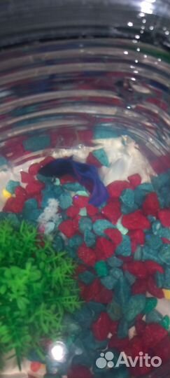 Рыбка петушок самка