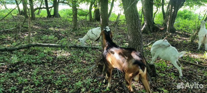 Нубийский козел и козы