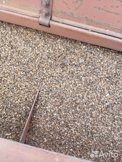 Семена гречихи