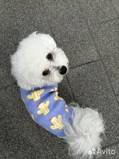 Одежда для собак