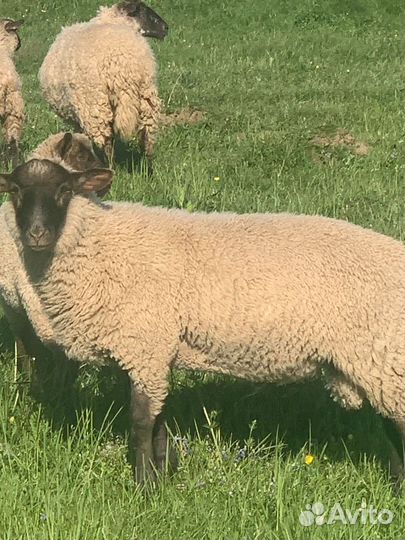 Обмен баранов на ярок