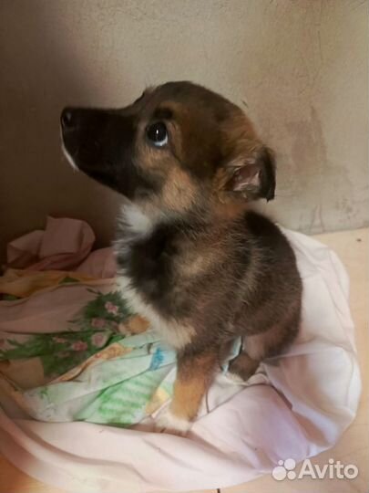 Щенок девочка в добрые руки