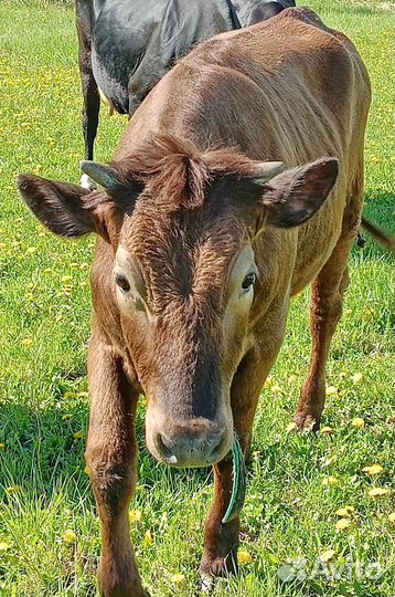 Продаётся телки и нетель черно-пёстрой породы