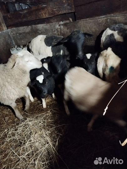 Овечки порода дорпер, кросы