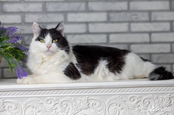 Пушистое счастье по имени Финик в поисках семьи