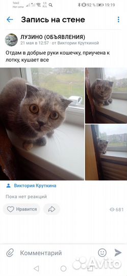 Кошка