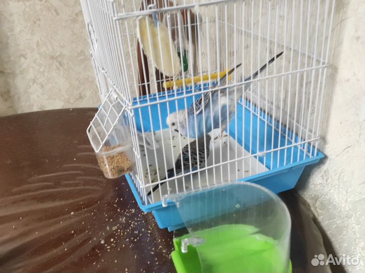 Попугаи с клеткой