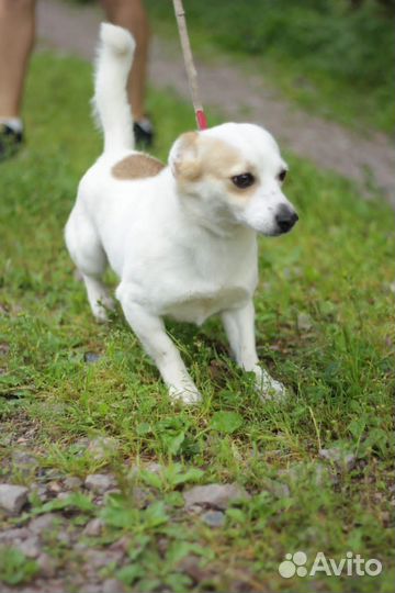 Собака в добрые руки отдам бесплатно