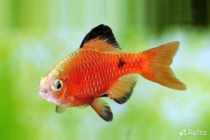 Барбус огненный