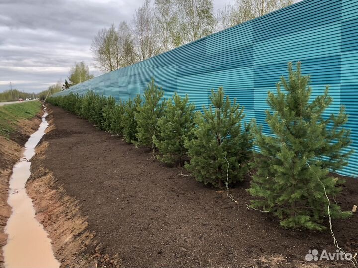 Сосна обыкновенная 4 метра