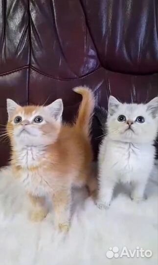Шотландские котята