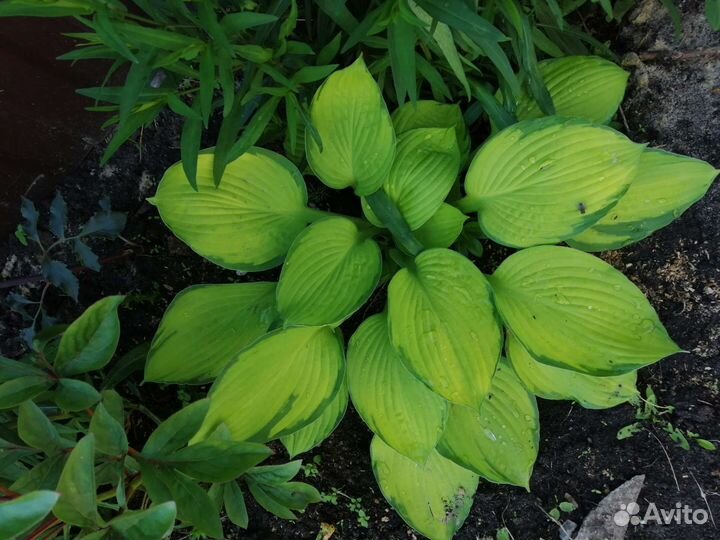 Хосты, комнатные цветы, архидея