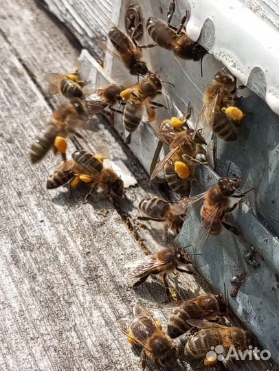 Пчелы пакеты Семьи