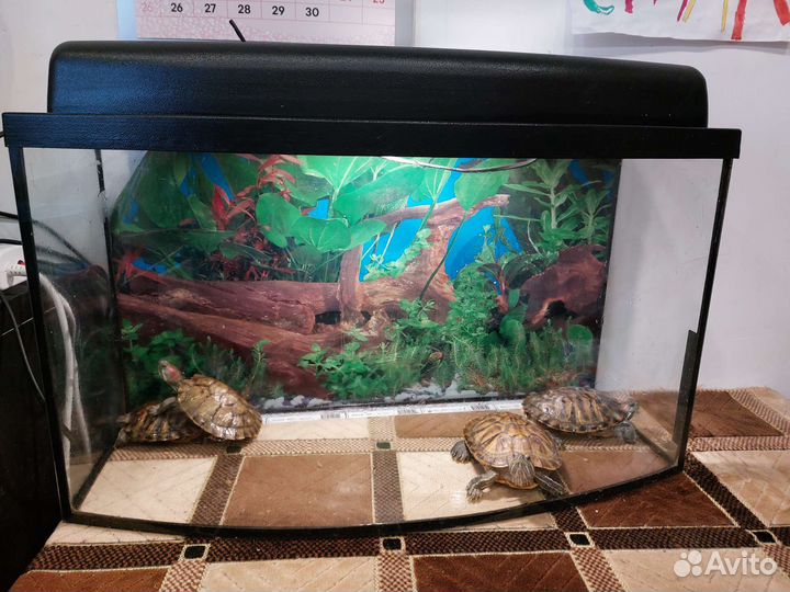 Аквариум с черепахами