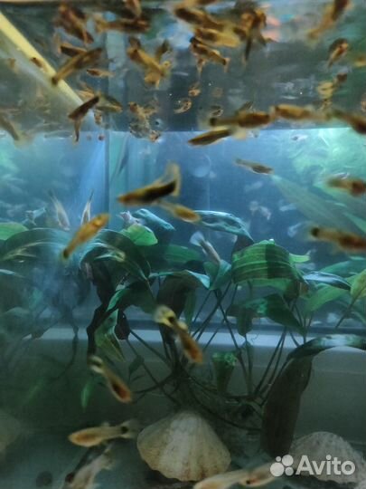 Аквариумные рыбки