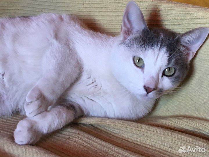 Кошечка в добрые руки