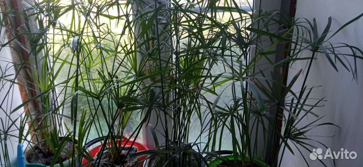 Циперус болотная пальма