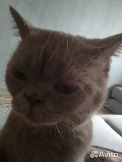 Отдам кота в добрые руки