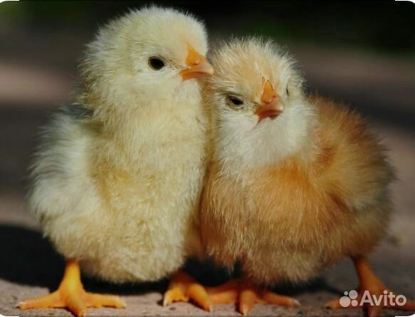 Инкубационное яйцо