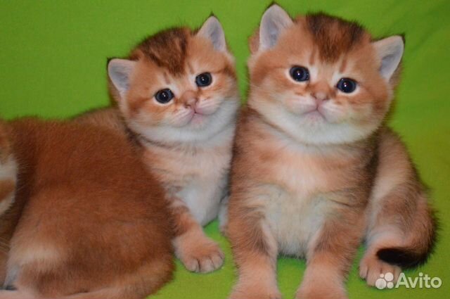 взять котенка в нижнем новгороде