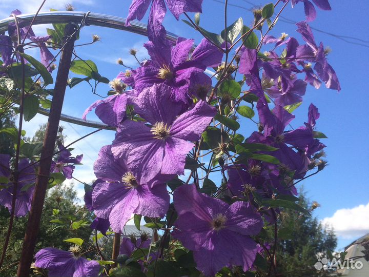 Клематисы