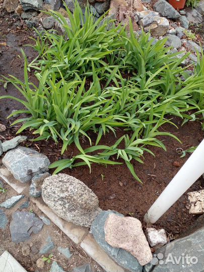 Цветы многолетние Лилейник