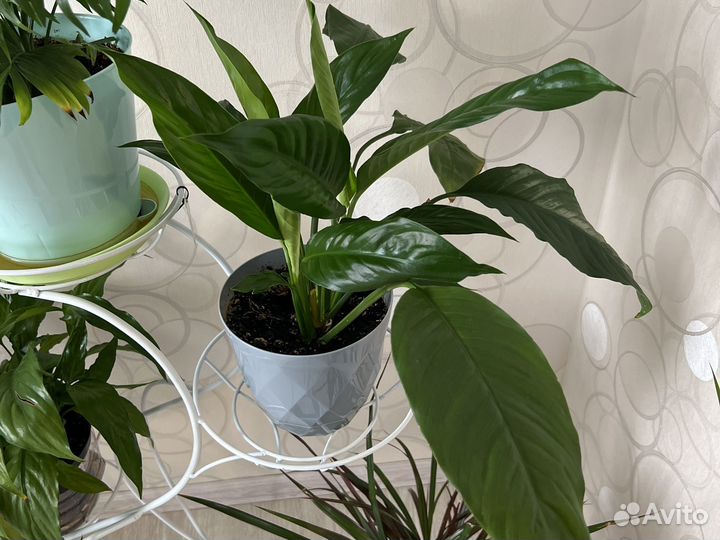 Бенджамина