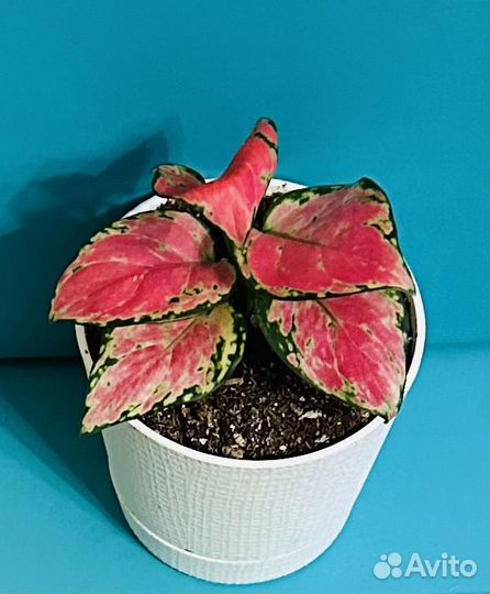 Аглаонемы Анимани, Тай Ред, Шоколад, Эйлин, Суксом