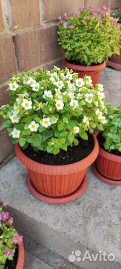 Экзакум (Персидская фиалка)