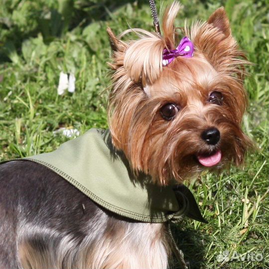 Охлажающая косынка/попона/коврик для собак