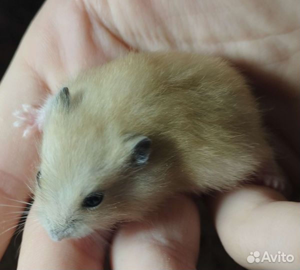 Джунгарские хомячки