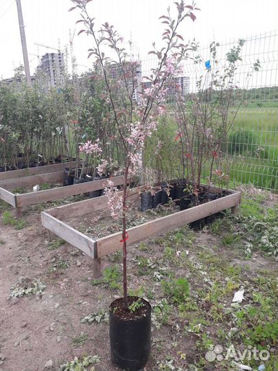 Яблоня декоративная Макамик красный