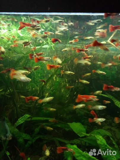 Гуппи красный, оптом