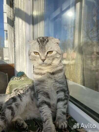 Шотландский вислоухий кот