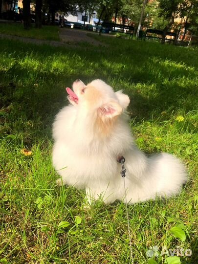 Померанский шпиц девочка