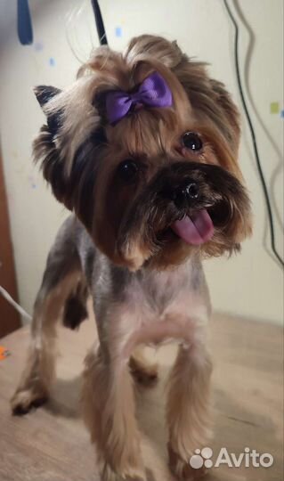 Стрижка собак