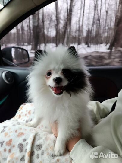 Щенок шпица девочка